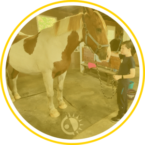 Child petting a horse.